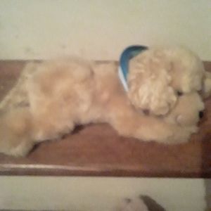 Little Brownie tan Cocker Spaniel laying down with bandana retired